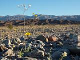 Death Valley 043